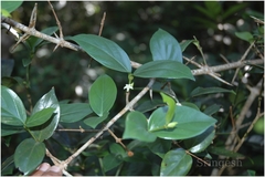 Canthium angustifolium